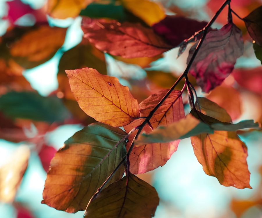A close up of leaves on a tree