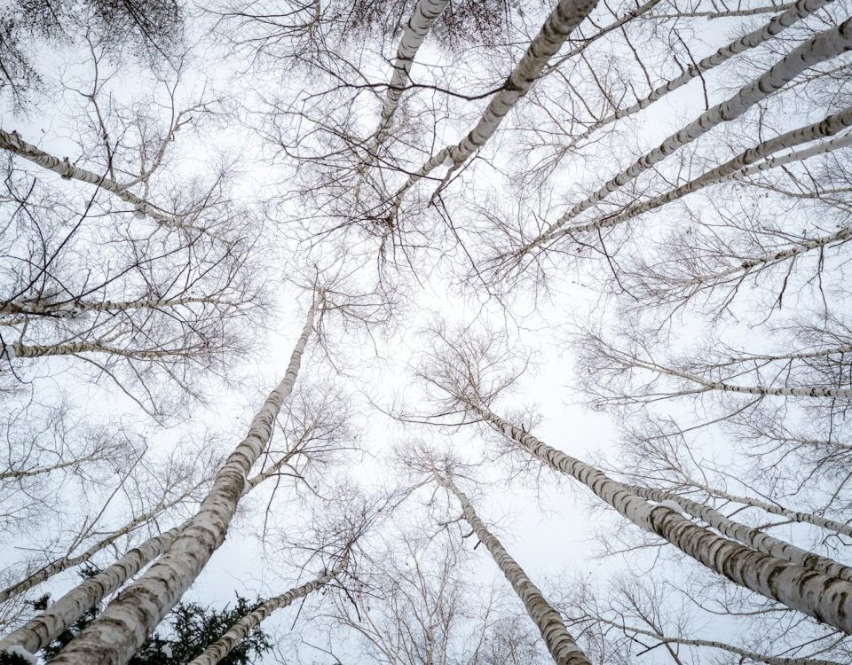 Looking up at a group of tall trees