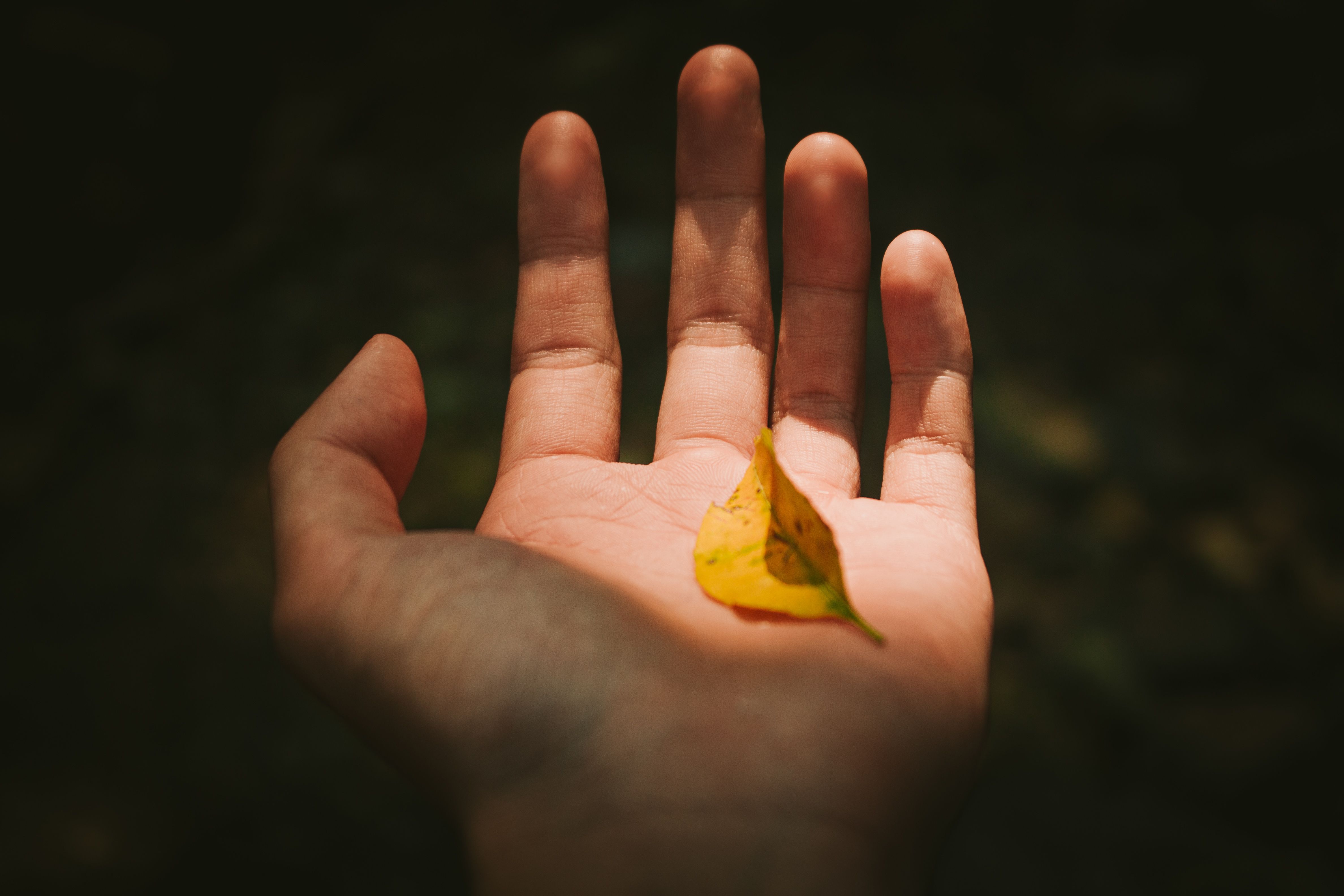 A close-up of a yellow autumn leaf placed in an open hand, sunlit outdoors.